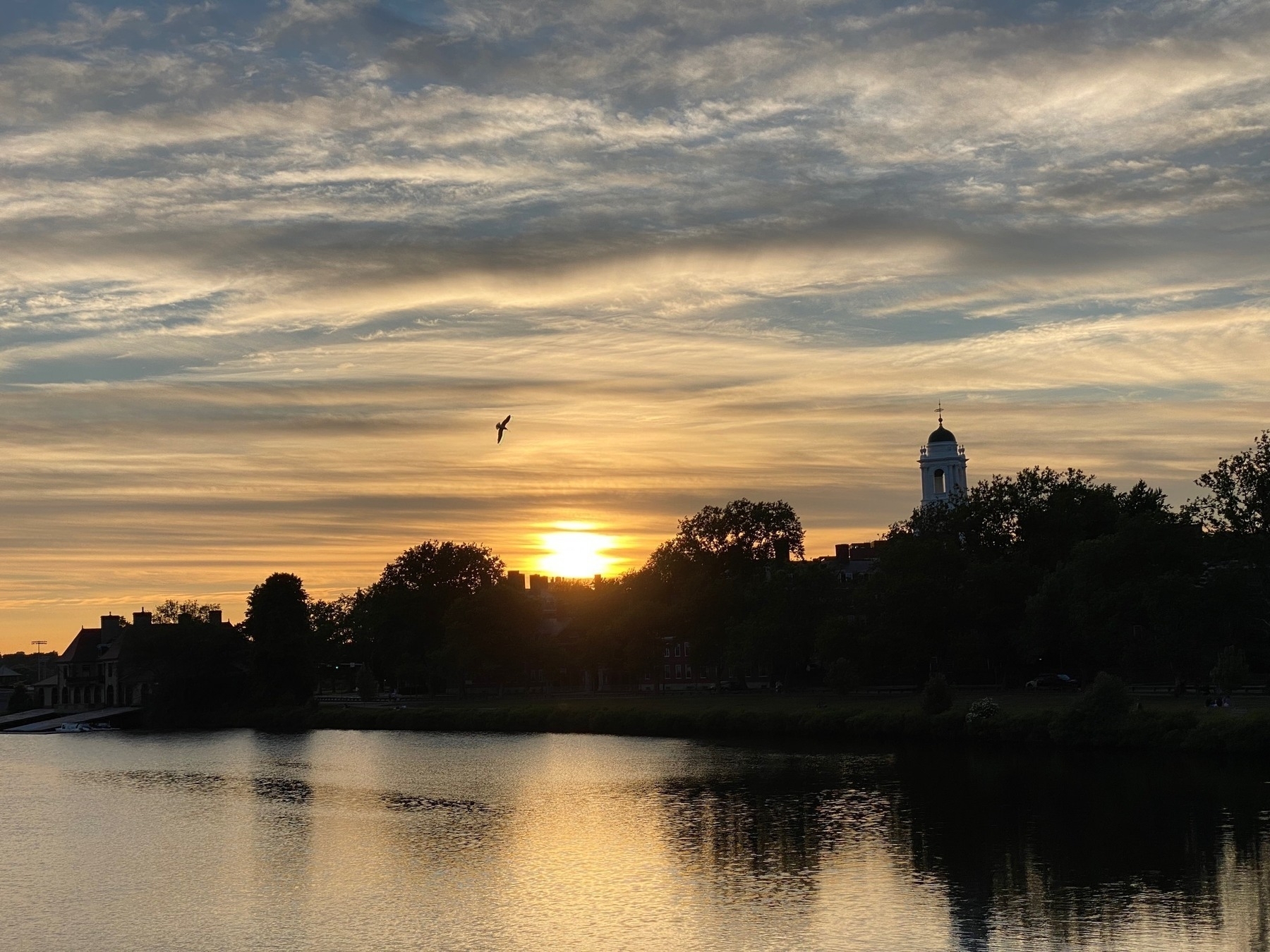 View of a hazy yellow sunset with clouds above and a river below, trees and buildings silhouetted in the middle and a single seagull flying above the setting sun.