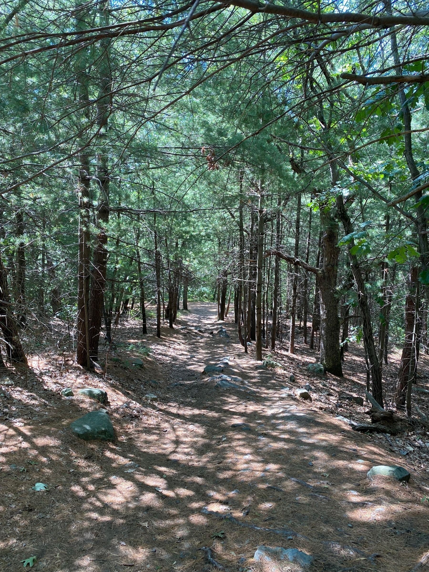View of a path running down a hill between sunlit trees.