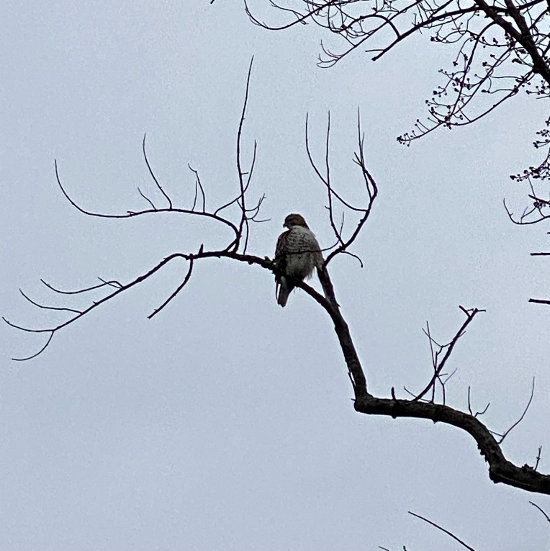 Osprey perched on a bare tree limb.