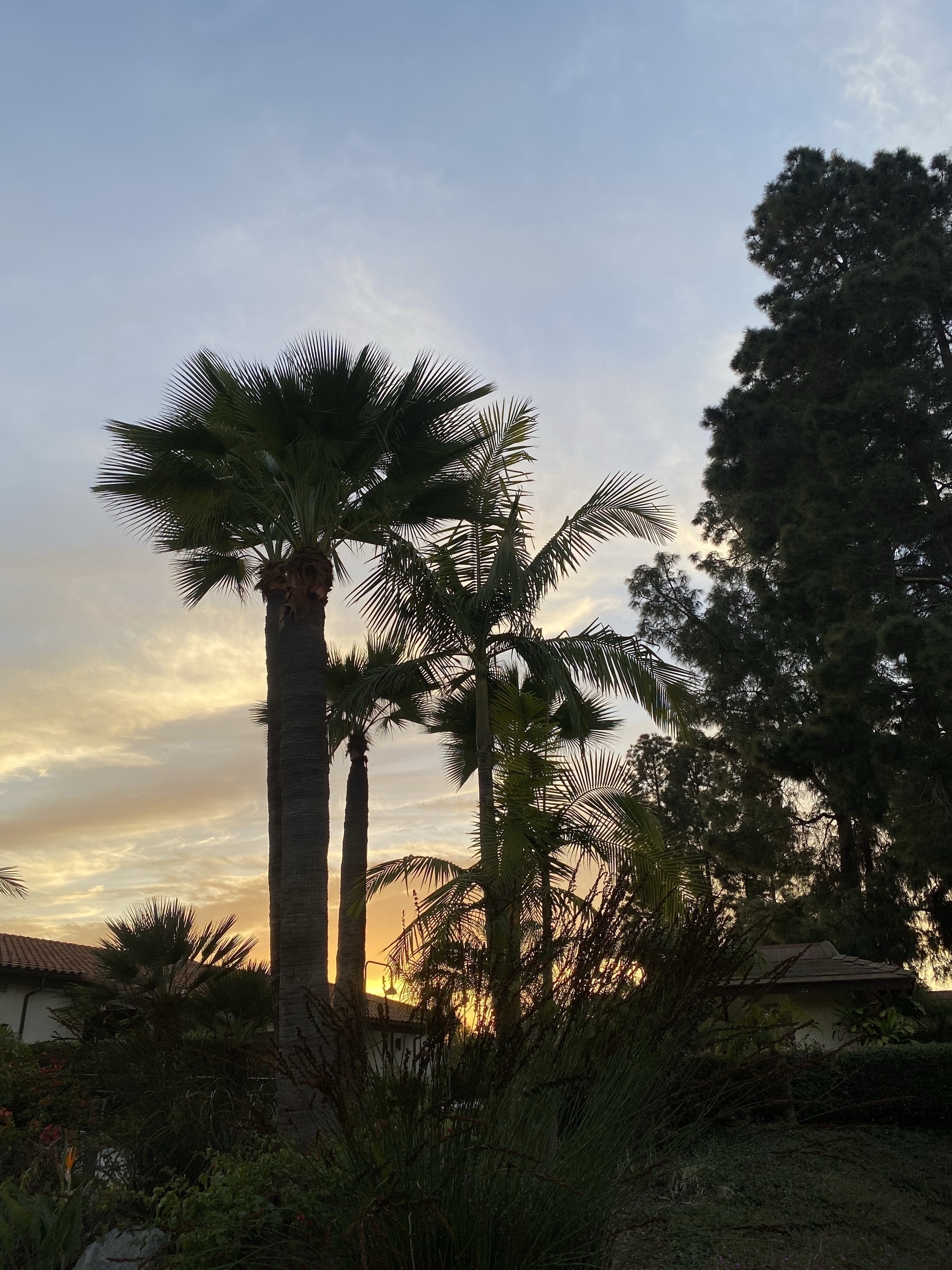 Dark silhouettes of  trees, including palm trees, against a pale blue and yellow sunset.