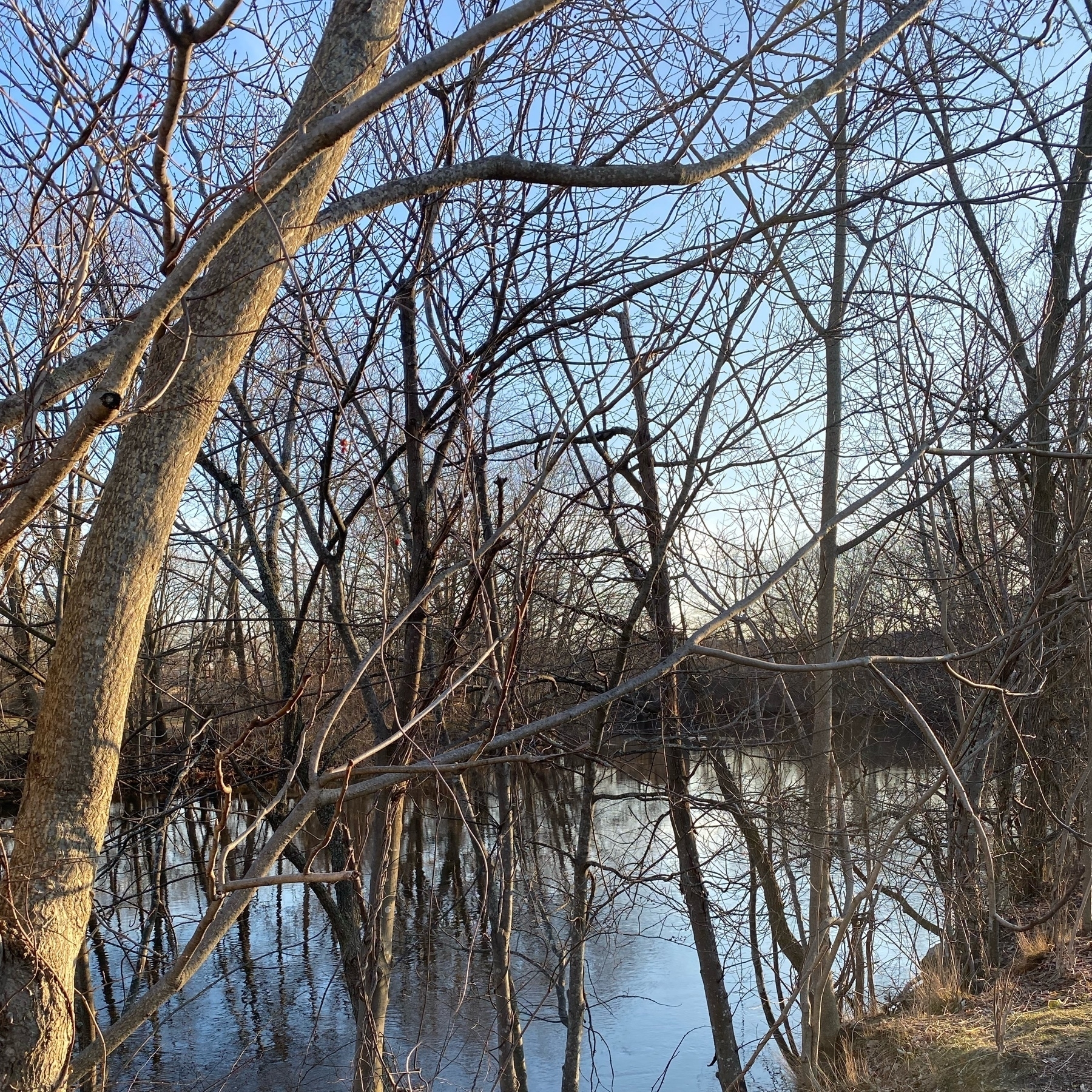 Bare trees along the banks of a quiet river.