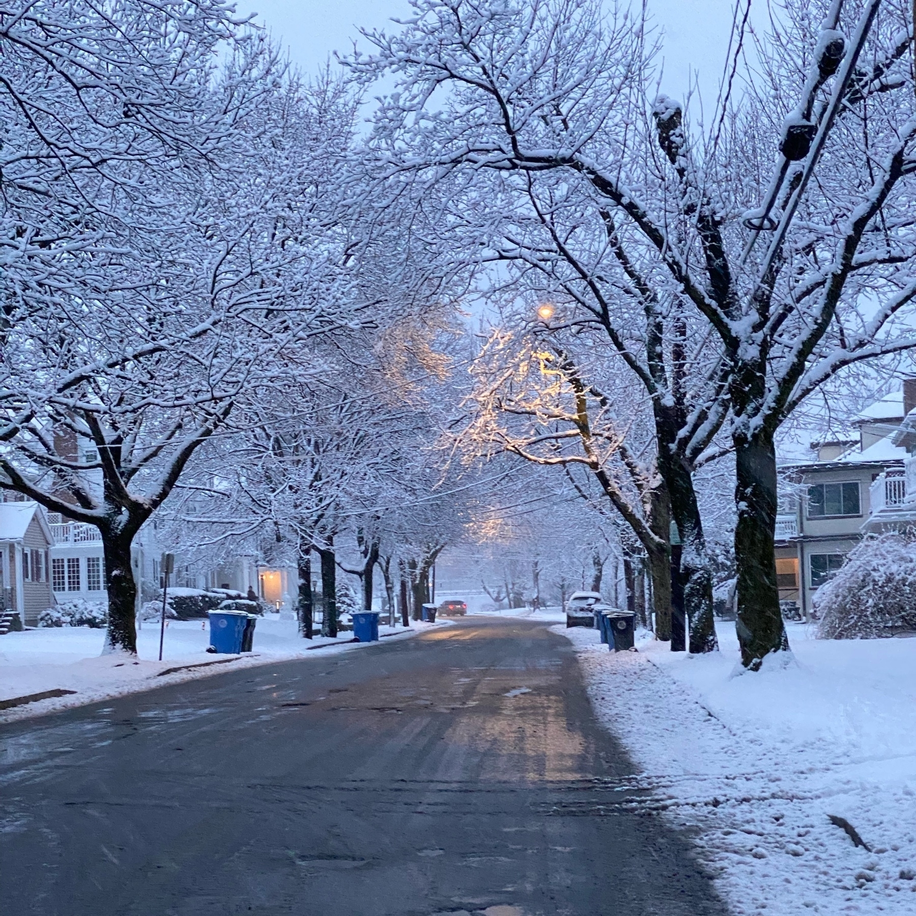 View of a street in the evening woth snow covering the adjacent trees and sidewalks.