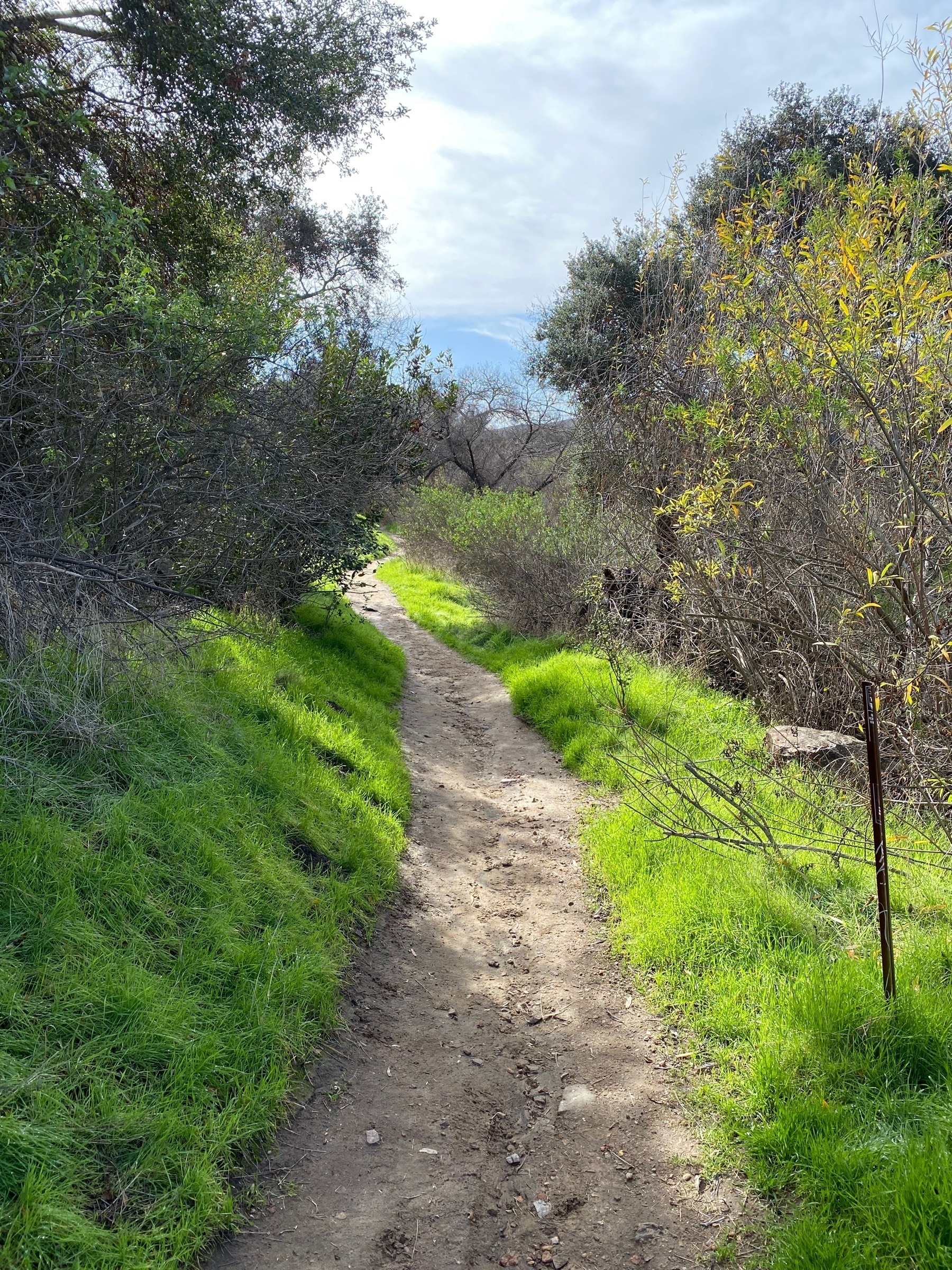 View of a sunlit dirt path with green grass and low trees on either side.